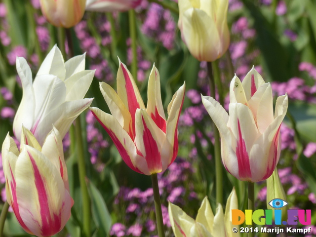 FZ005183 White and pink tulips in Dyffryn Gardens